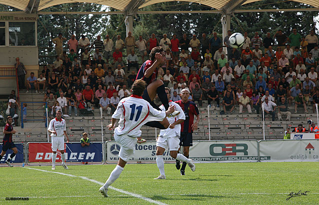 Anania anticipa Pellecchia